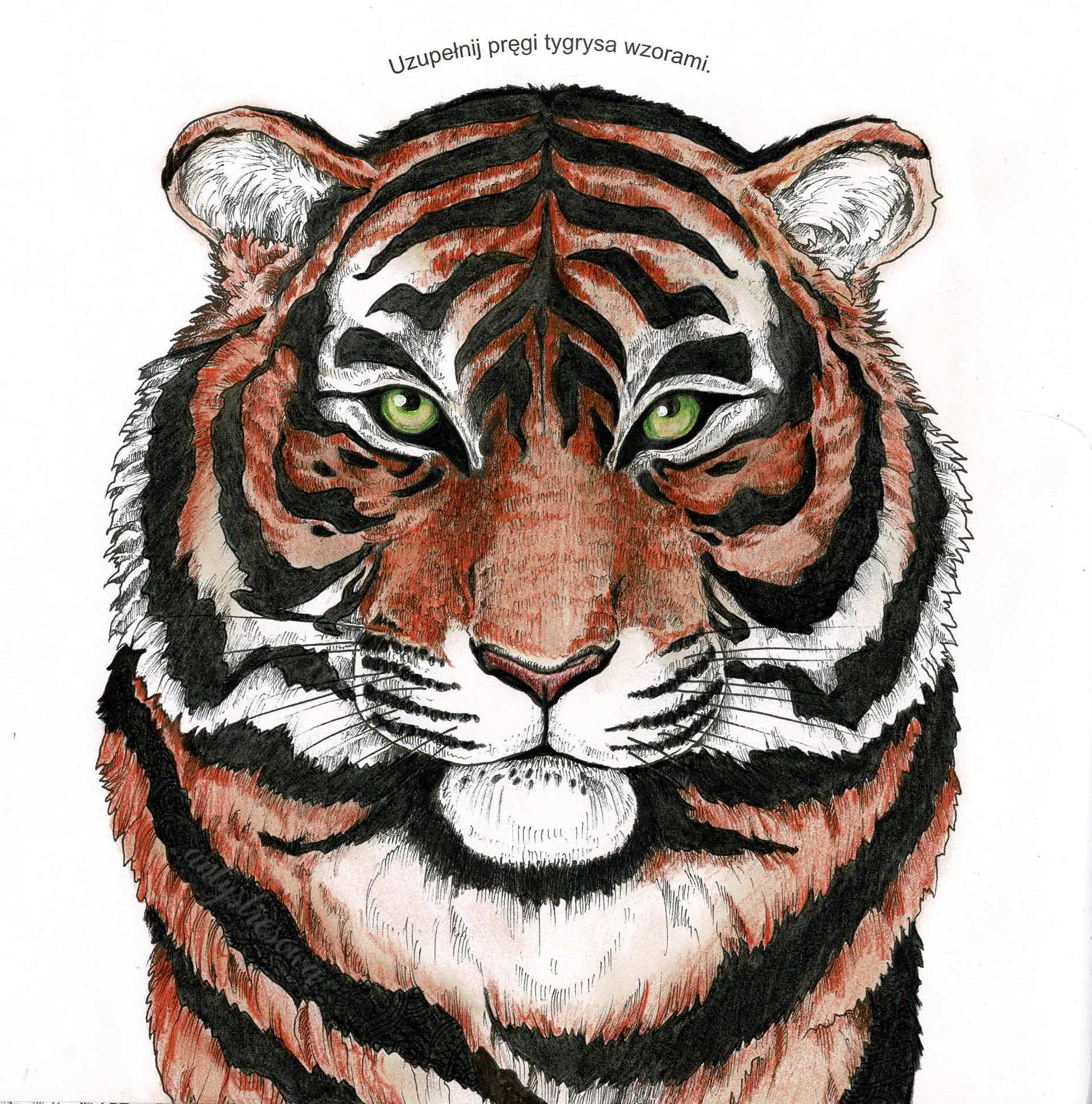 Tygrys - ekstremalne kolorowanie i wyszukiwanie