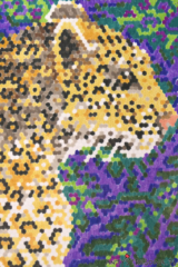 Gepard pokolorowany kredkami